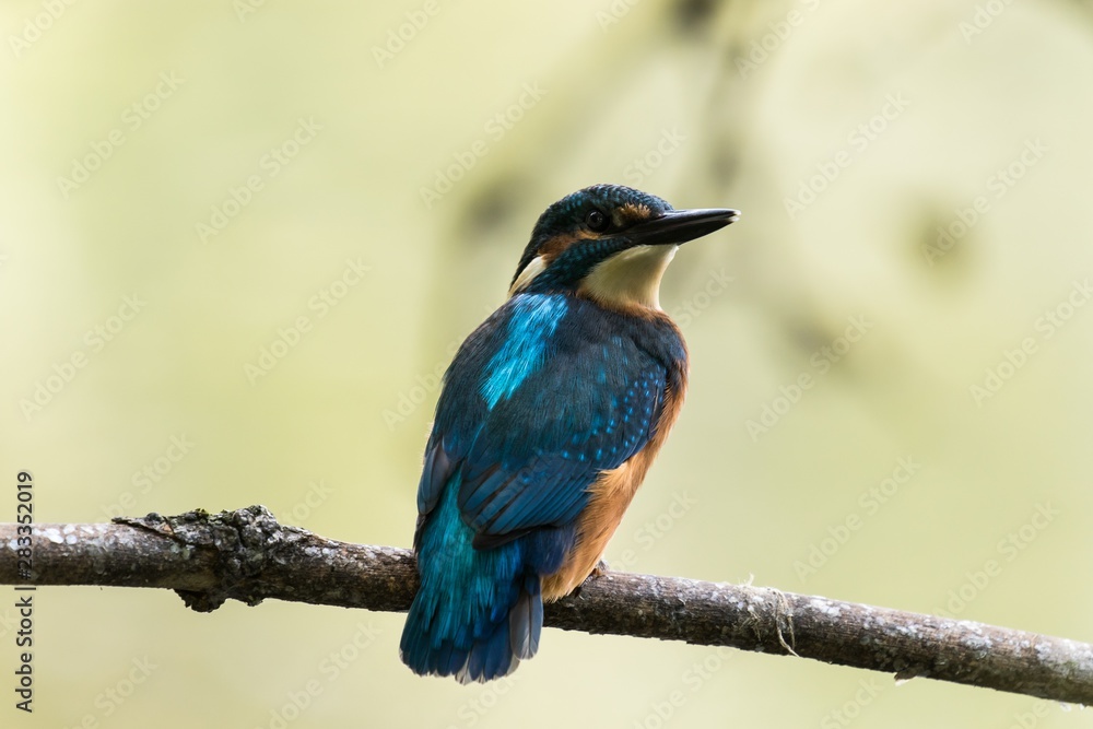 Fototapeta premium Männlicher Eisvogel im Naturschutzgebiet Bogenseekette und Lietzengrabenniederung in Berlin