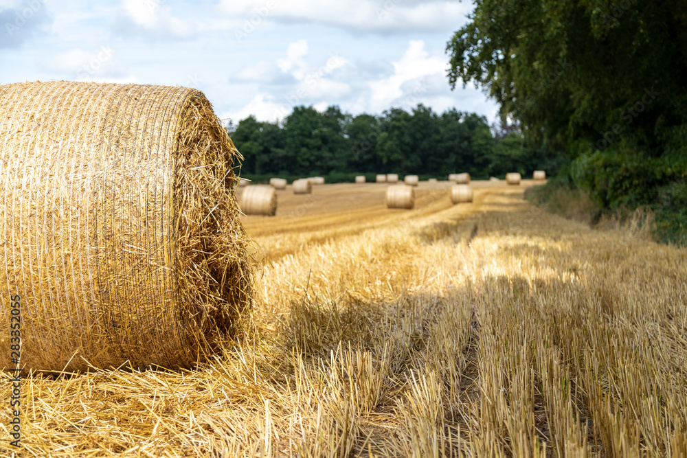 Fototapeta premium Bales of hay at Harvest time