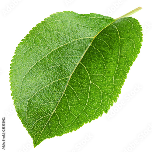 apple leaf  isolated on white background  clipping path  full depth of field