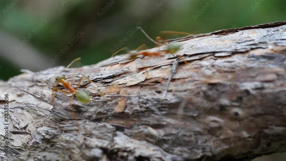Green leaf cutter or weaver ants macro close up Green leaf cutter or weaver ants macro close up