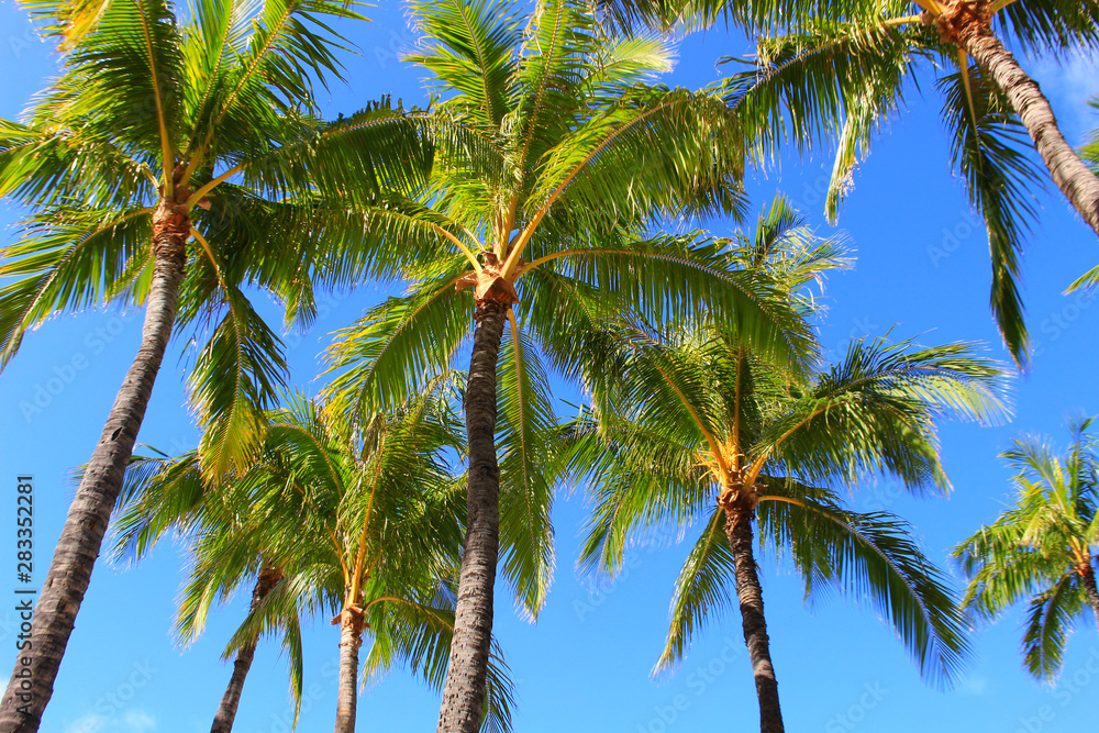 Fototapeta premium Hawaiian palm tree