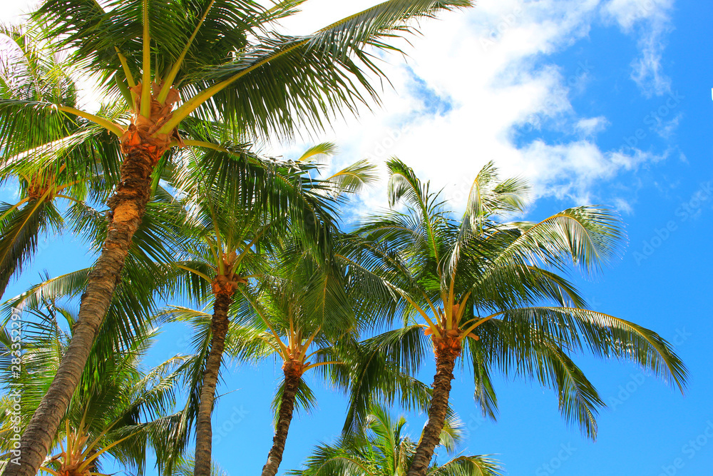 Hawaiian palm tree