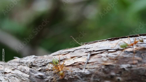 Green leaf cutter or weaver ants macro close up photo