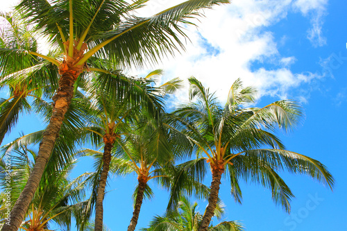 Hawaiian palm tree