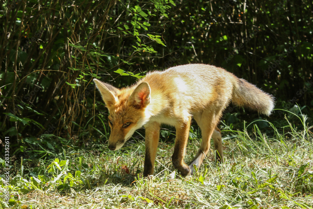 The thirsty or sick fox in the city park. Looking tired and dried. The thirsty or sick fox in the city park. Looking tired and dried.
