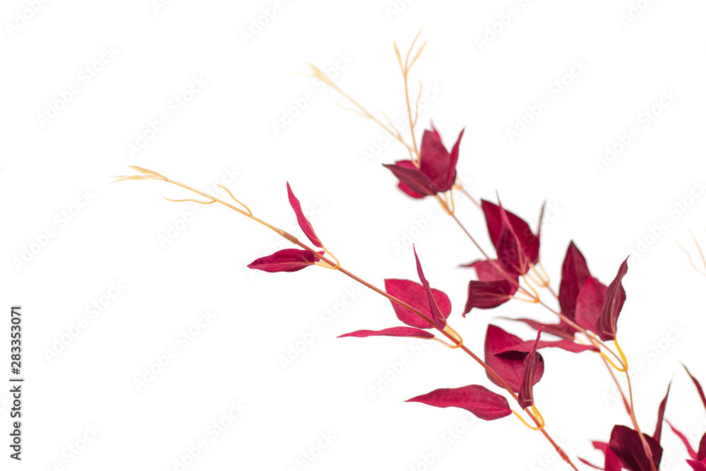 decorative red branches with leaves on a white background