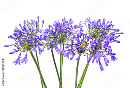 blue agapanthus flower on a white background