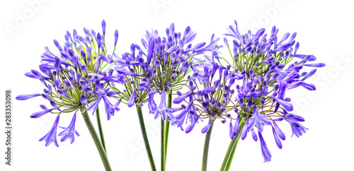 blue agapanthus flower on a white background