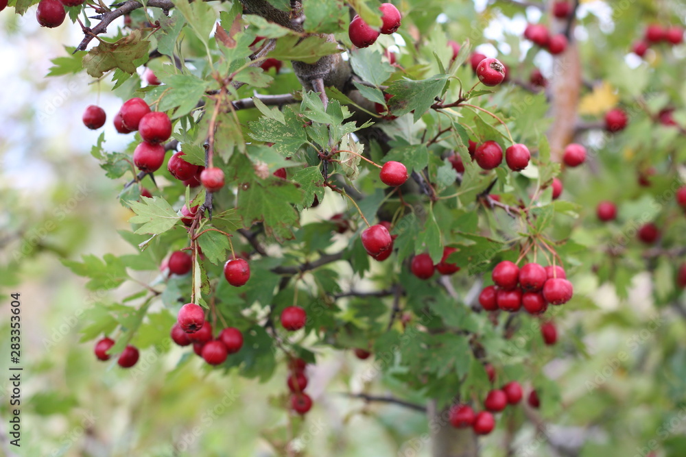 Red fruit of Crataegus monogyna, known as hawthorn or single-seeded hawthorn may, mayblossom, maythorn, quickthorn, whitethorn, motherdie, haw