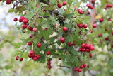 Red fruit of Crataegus monogyna, known as hawthorn or single-seeded hawthorn may, mayblossom, maythorn, quickthorn, whitethorn, motherdie, haw
