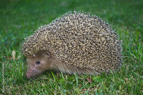 Igel im Garten