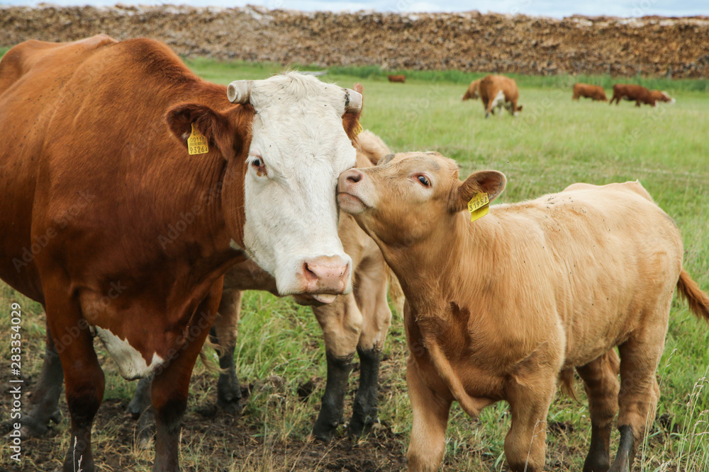 Several cows with their calves standing on the green pasture. The cows don´t have the horns and are looking sad. Several cows with their calves standing on the green pasture. The cows don´t have the horns and are looking sad.