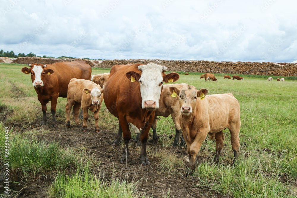 Several cows with their calves standing on the green pasture. The cows don´t have the horns and are looking sad.  