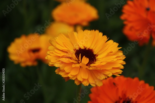 yellow flower