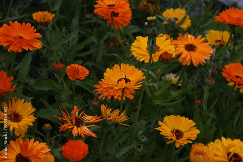 background of yellow flowers (calendula)