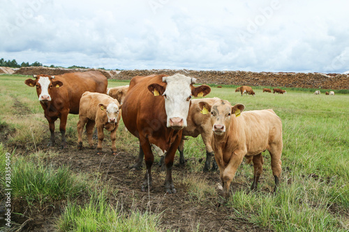 Several cows with their calves standing on the green pasture. The cows don´t have the horns and are looking sad. 