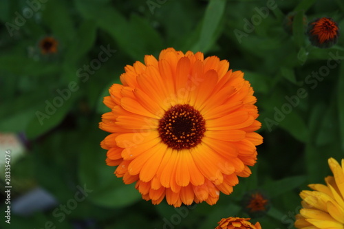 orange flower in garden (calendula)
