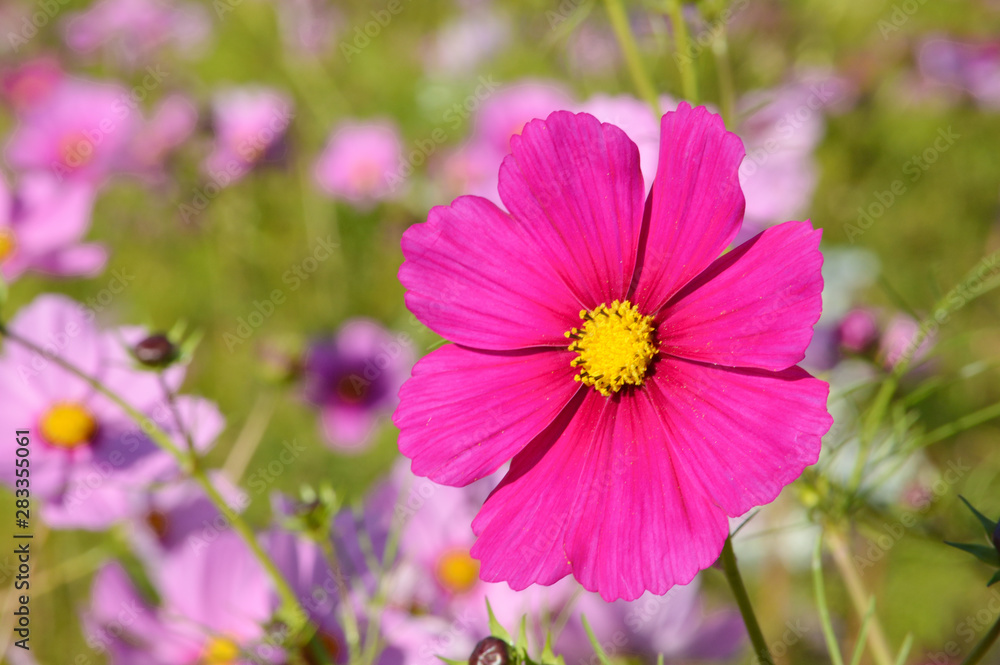 Cosmos flower close up Cosmos flower close up