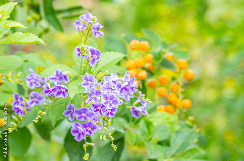 Purple flower, Golden Dewdrop (Duranta erecta L.). Purple flower, Golden Dewdrop (Duranta erecta L.).