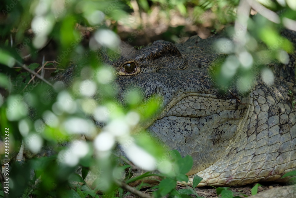 Krokodilauge blickt aus dem Dickicht am Ufer des Nils in Uganda Krokodilauge blickt aus dem Dickicht am Ufer des Nils in Uganda