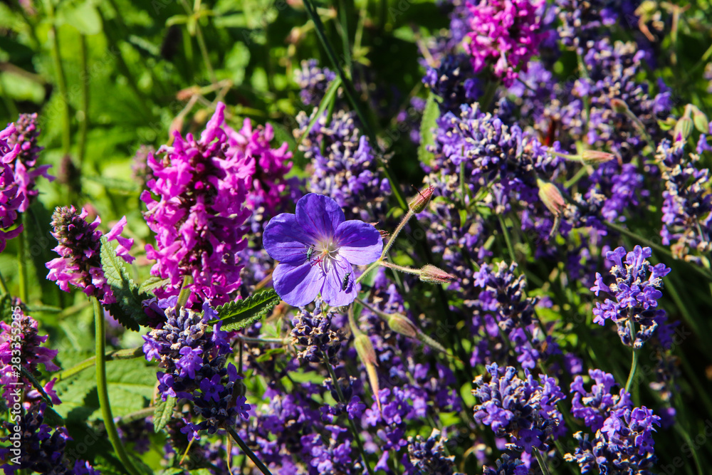 The detail of some nice colorful meadow flowers in the fresh garden. The detail of some nice colorful meadow flowers in the fresh garden.