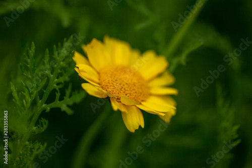 gele bloem