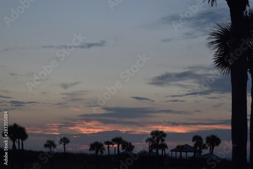 Palm Trees in the Morning
