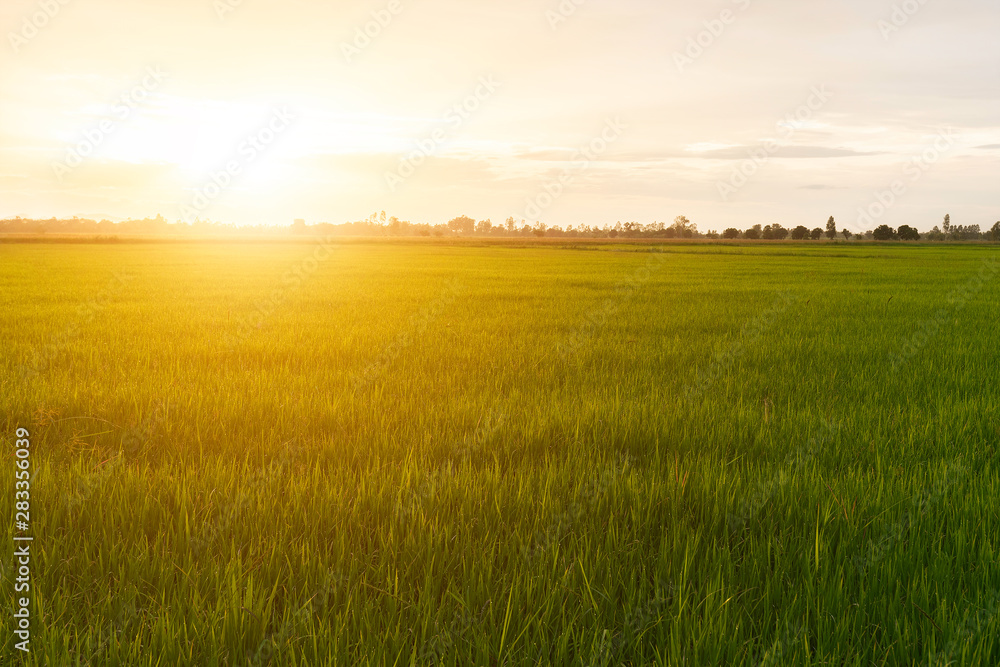 The view of the green meadows at sunset, the sun's light amidst the peaceful natural atmosphere