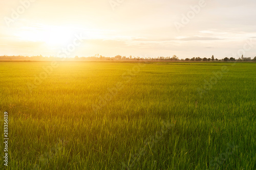 The view of the green meadows at sunset, the sun's light amidst the peaceful natural atmosphere