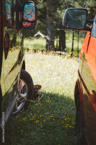 Small dog lying on the shadow between cars on a hot summer day in the mountain