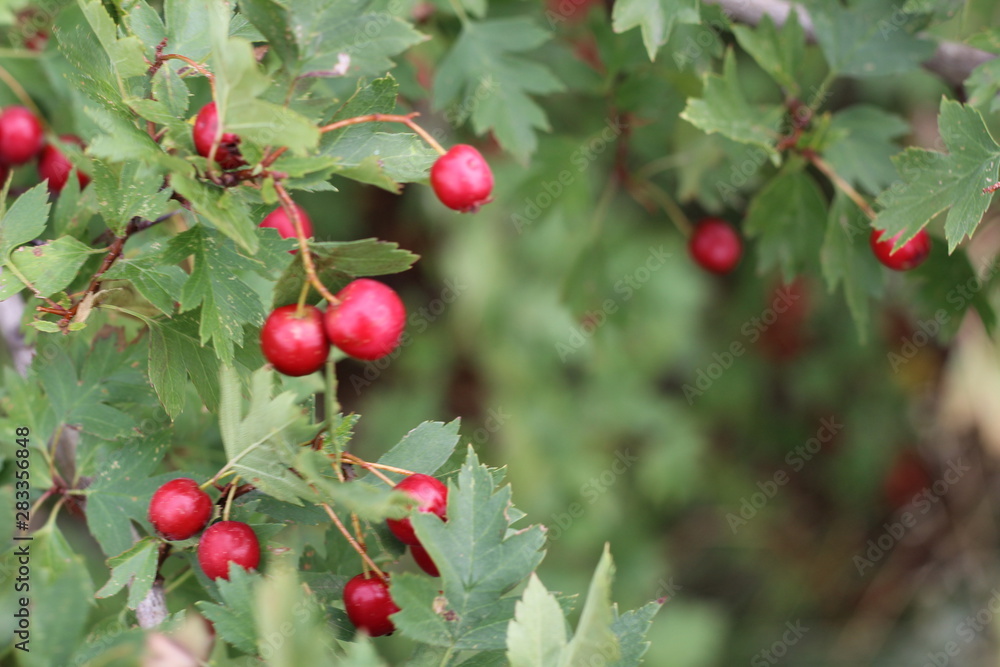 Red fruit of Crataegus monogyna, known as hawthorn or single-seeded hawthorn may, mayblossom, maythorn, quickthorn, whitethorn, motherdie, haw Red fruit of Crataegus monogyna, known as hawthorn or single-seeded hawthorn may, mayblossom, maythorn, quickthorn, whitethorn, motherdie, haw