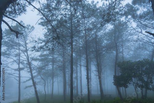 Pine forest in the mist.Thailand.