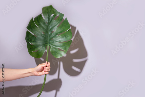 Beautiful plant in female hand with shadow. Palm leaf to gift. Spring summer time eco concept. Background with copyspace