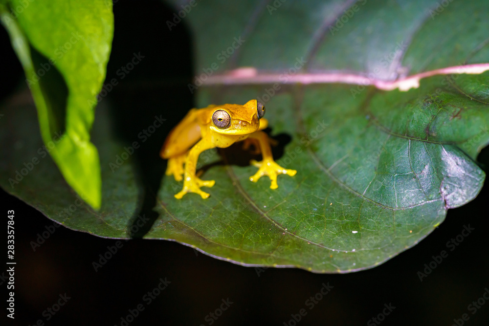 Obraz premium Hourglass Tree Frog (Dendropsophus ebraccatus) Costa Rica