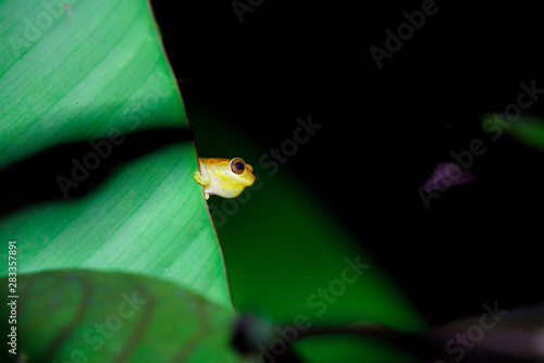 Small-headed tree frog (Hyla microcephala) in Costa Rica