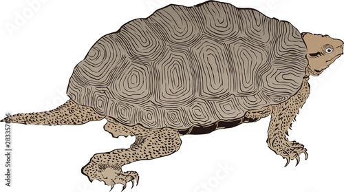 浮世絵　かめ　その1