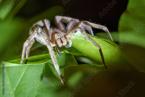 Brazilian wandering spider (Phoneutria reidyi)