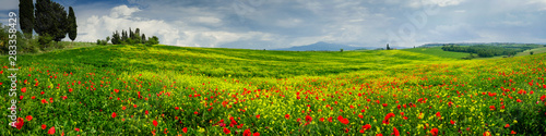 Poppies is a field in Tuscany, Italy © hipproductions