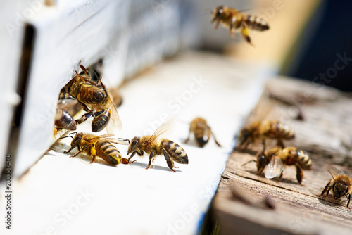 Murais de parede Honey bee in the entrance to a wooden beehive.