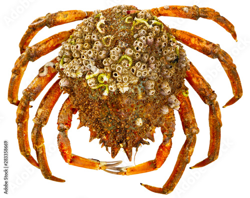 фотографія Spider crab on white surface