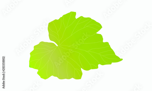 pumpkin leaf isolated on white, ￼vector design