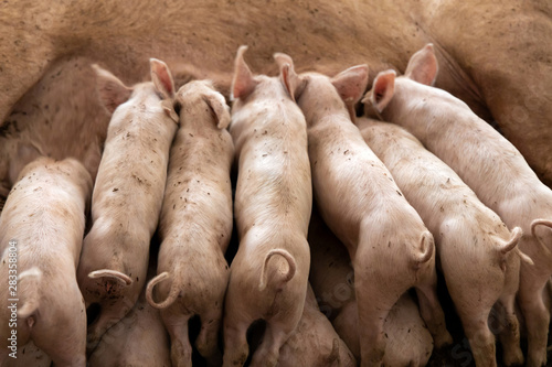 Newborn piglets feeding from mother pig in organic farm photo