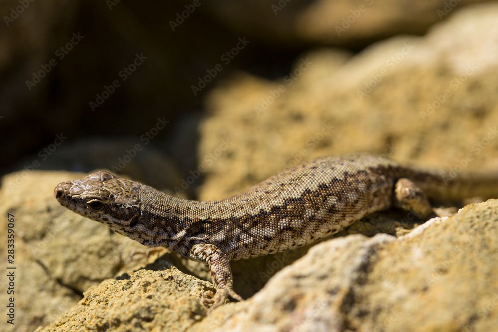 The sand lizard (Lacerta agilis) is a lacertid lizard. The habitat of the reptile is in a rocky area. An old lizard resting on a rock on a Sunny day. The wise reptile, enjoy the passing life. The sand lizard (Lacerta agilis) is a lacertid lizard. The habitat of the reptile is in a rocky area. An old lizard resting on a rock on a Sunny day. The wise reptile, enjoy the passing life.