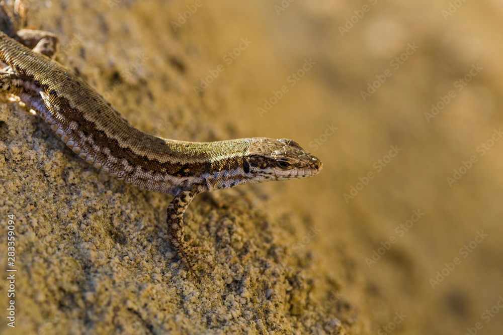 The sand lizard (Lacerta agilis) is a lacertid lizard. The habitat of the reptile is in a rocky area. An old lizard resting on a rock on a Sunny day. The wise reptile, enjoy the passing life. The sand lizard (Lacerta agilis) is a lacertid lizard. The habitat of the reptile is in a rocky area. An old lizard resting on a rock on a Sunny day. The wise reptile, enjoy the passing life.