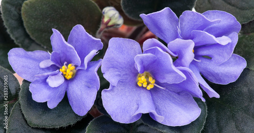 Beautiful violet flower photo