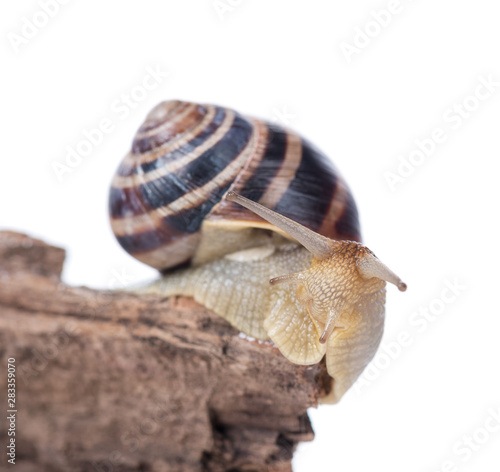 Bright cute snail