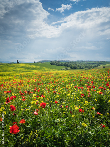 Poppies is a field in Tuscany, Italy