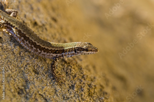 The sand lizard (Lacerta agilis) is a lacertid lizard. The habitat of the reptile is in a rocky area. An old lizard resting on a rock on a Sunny day. The wise reptile, enjoy the passing life.