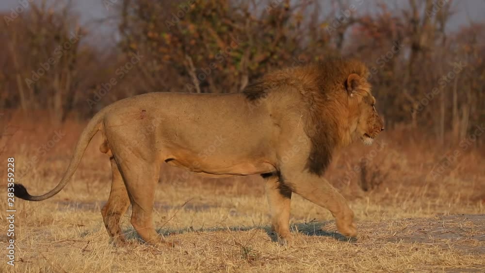 Male lion walking through landscape during sunrise in Chobe National Park Botswana Male lion walking through landscape during sunrise in Chobe National Park Botswana