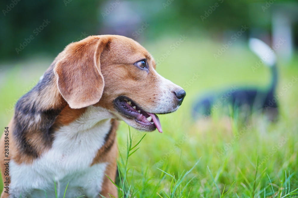 An adorable beagle dog sitting  outdoor on the grass field,soft focus and bokeh.